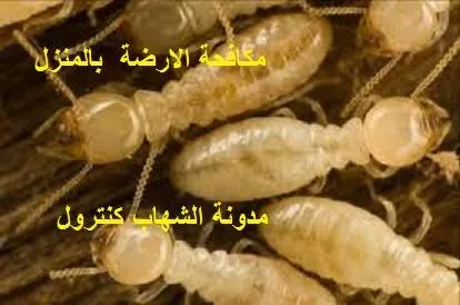 مكافحة النمل الابيض