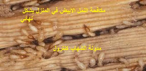 مكافحة النمل الابيض في المنزل