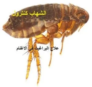 علاج البراغيث في الاغنام