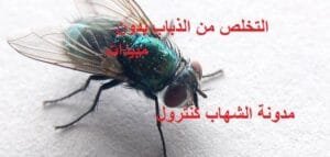 كيفية التخلص من الذباب بدون مبيدات