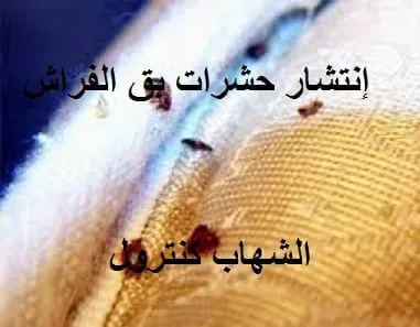 التخلص من بق الفراش