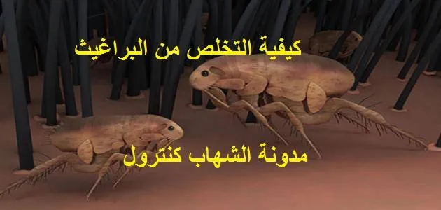 كيفية التخلص من البراغيث