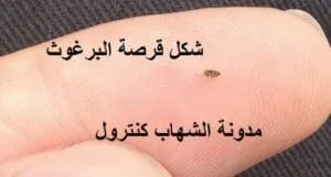 شكل قرصة البرغوث