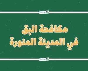 شركة مكافحة البق بالمدينة