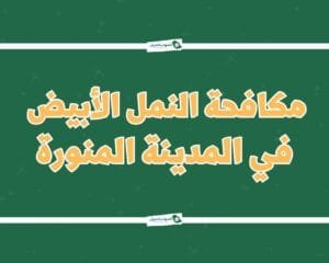 شركة مكافحة النمل الابيض بالمدينة المنورة