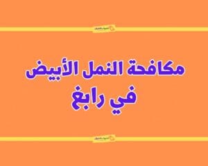 شركة مكافحة النمل الابيض برابغ