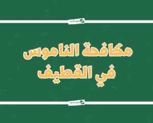 شركة مكافحة الناموس بالقطيف