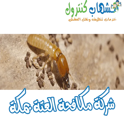 شركة مكافحة العتة بمكة