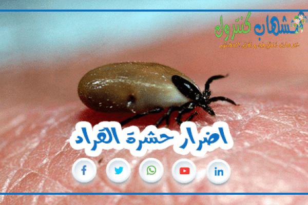 اضرار حشرة القراد