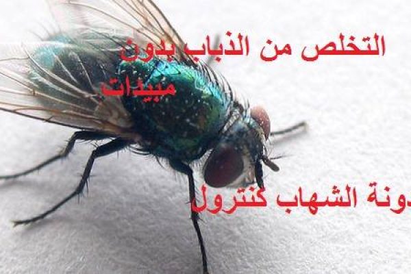 كيفية التخلص من الذباب بدون مبيدات