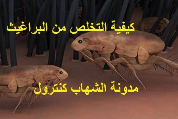 كيفية التخلص من البراغيث